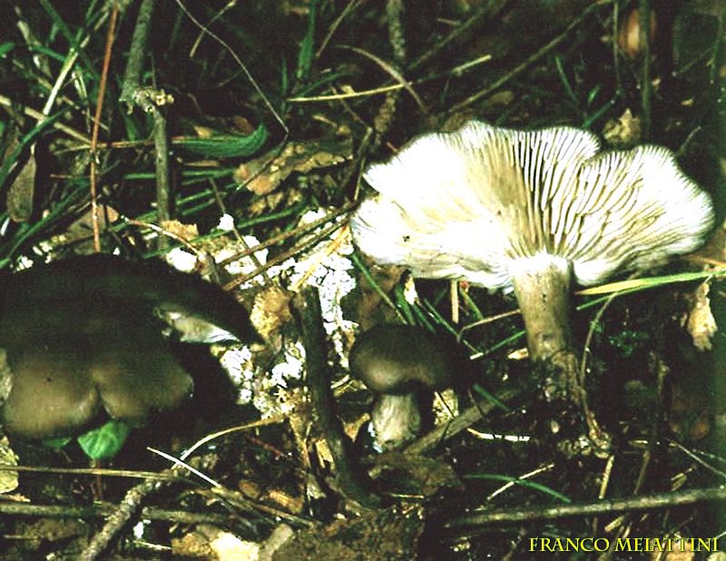 Proposta di studio di Tricholoma saponaceum